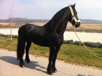 Elad� 15 �ves fr�z m�n 