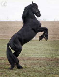 Elad� 18 �ves fr�z m�n 