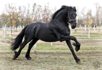 Elad� 18 �ves fr�z m�n 