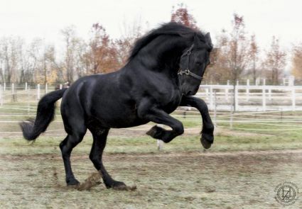 Elad� 18 �ves fr�z m�n 