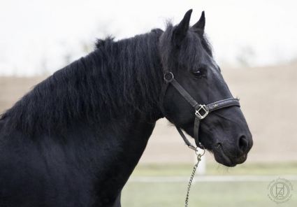 Elad� 18 �ves fr�z m�n 