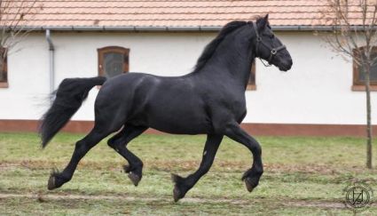 Elad� 18 �ves fr�z m�n 