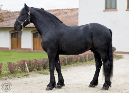 Elad� 18 �ves fr�z m�n 