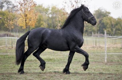 Elad� 18 �ves fr�z m�n 