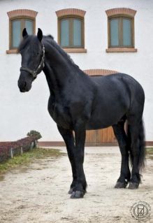 Elad� 18 �ves fr�z m�n 