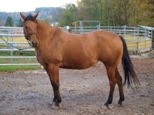 Elad� 23 �ves quarter horse kanca 