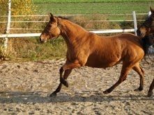 Elad� 23 �ves quarter horse kanca 