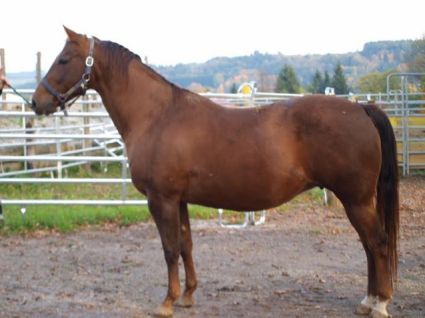 Elad� 27 �ves quarter horse kanca 