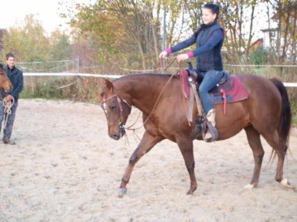 Elad� 27 �ves quarter horse kanca 