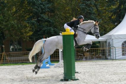 Elad� 23 �ves arab f�lv�r (arab fajta) kanca 