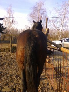 Elad� 13 �ves sodrott kanca 