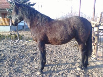 Elad� 13 �ves sodrott kanca 