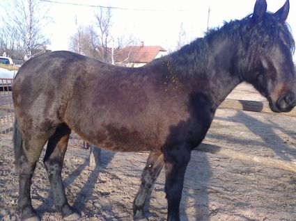 Elad� 13 �ves sodrott kanca 