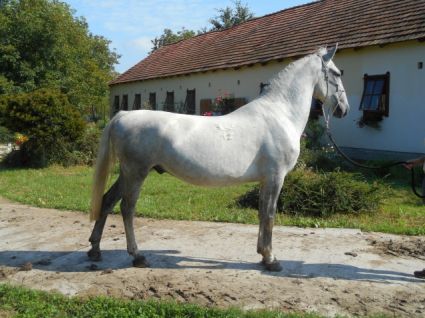 Elad� 13 �ves lipicai her�lt 