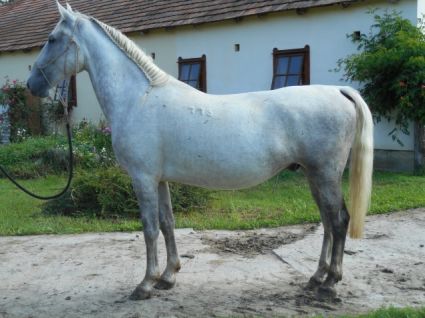 Elad� 13 �ves lipicai her�lt 