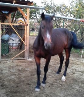 Elad� 28 �ves magyar sportl� her�lt 