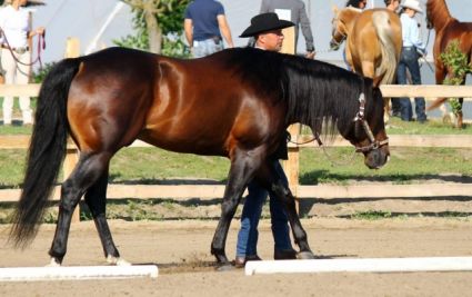 14 ves quarter horse mn 