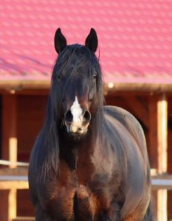 14 ves quarter horse mn 