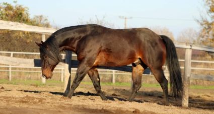 14 ves quarter horse mn 