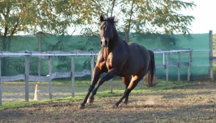 14 ves quarter horse mn 