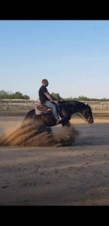 14 ves quarter horse mn 