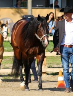 14 ves quarter horse mn 