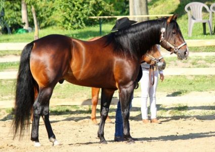 14 ves quarter horse mn 