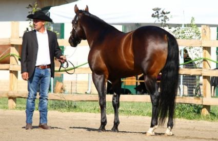 14 ves quarter horse mn 