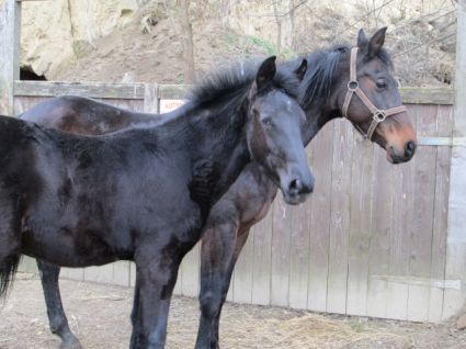 Elad� 24 �ves magyar f�lv�r kanca 