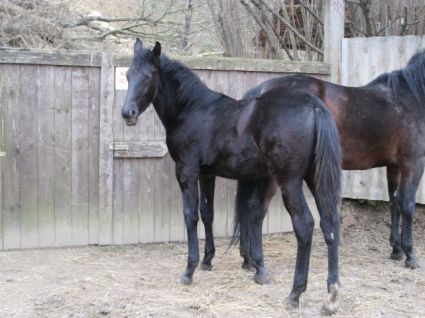 Elad� 24 �ves magyar f�lv�r kanca 