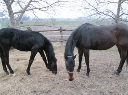 Elad� 24 �ves magyar f�lv�r kanca 