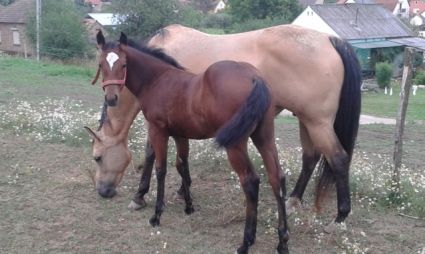 Elad� 11 �ves quarter horse kanca 