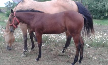 Elad� 11 �ves quarter horse kanca 