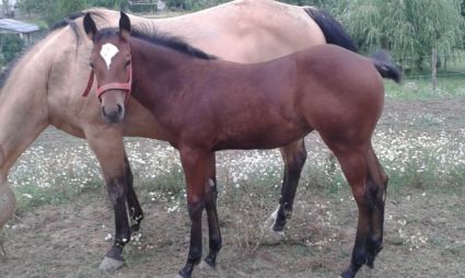 Elad� 11 �ves quarter horse kanca 