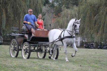 Elad� 20 �ves lipicai her�lt 