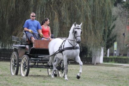 Elad� 20 �ves lipicai her�lt 