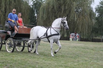 Elad� 20 �ves lipicai her�lt 