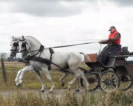 Elad 18 ves lipicai herlt 