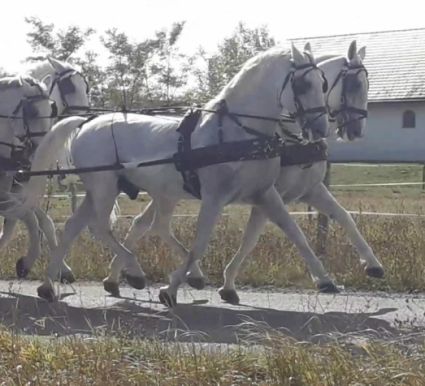 Elad 18 ves lipicai herlt 