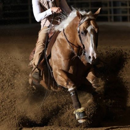 16 �ves quarter horse m�n 