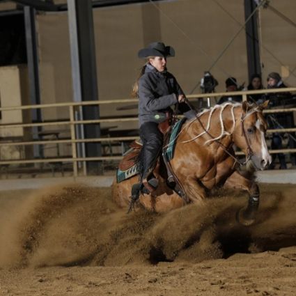 16 �ves quarter horse m�n 