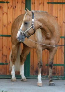 16 �ves quarter horse m�n 