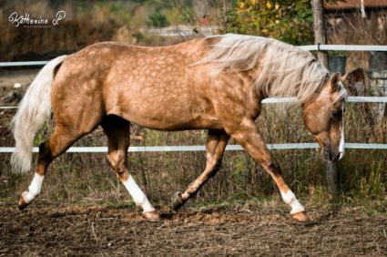 16 �ves quarter horse m�n 