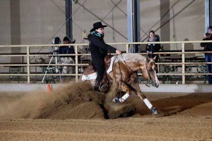 16 �ves quarter horse m�n 