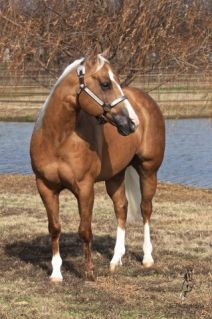 16 �ves quarter horse m�n 