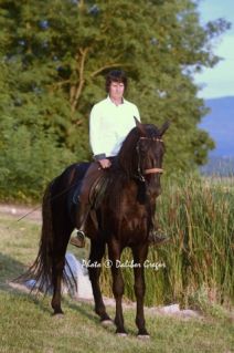 Elad 14 ves kladrubi  kanca 