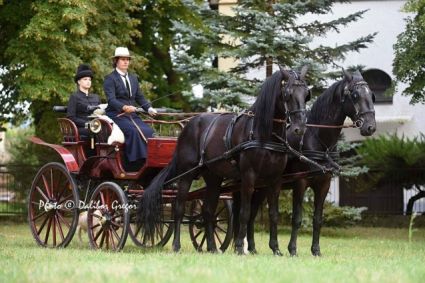 Elad 14 ves kladrubi  kanca 