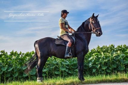 Elad 14 ves kladrubi  kanca 