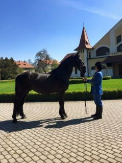 Elad 14 ves kladrubi  kanca 