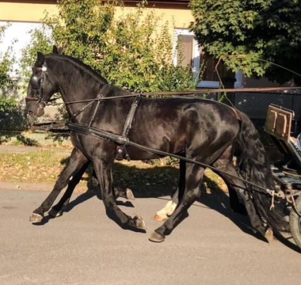 Elad 14 ves kladrubi  kanca 